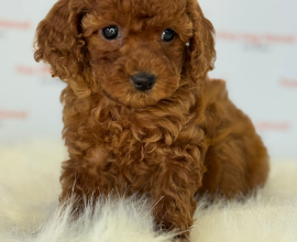 Muhteşem Toy Poodle ve Minyatüre  Yavrular